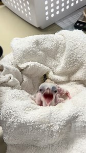 14K views · 344 reactions | The baby secretary bird may be small (for now) but it IS the boss! | Abilene Zoo | Facebook