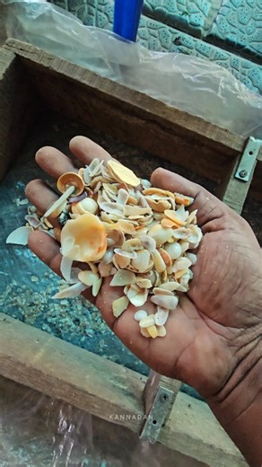 Kannadan on Instagram: "Sea shells | aquarium | fish tank | fish | aquatic | filter |"