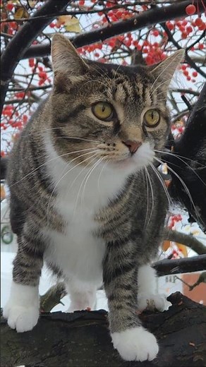 How To Tame A Stray Cat (Easy Tutorial) 🐱😅