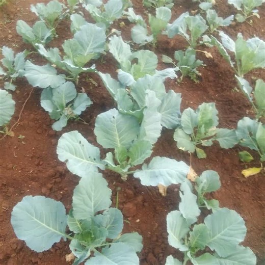 Willy pozze on TikTok