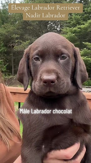 Nadir Labrador Élevage canin on TikTok