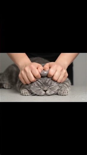 Slime cat asmr satisfying ✨✨