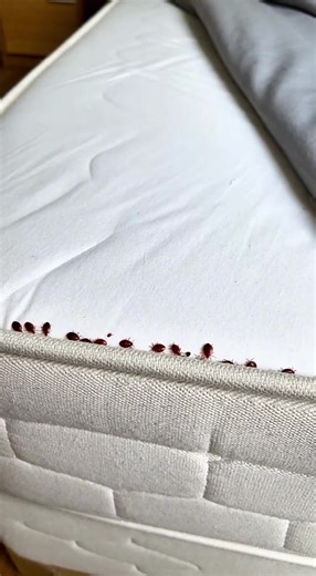 #pest #tiktokshop #pestcontrol #bedbug #bedbugs | bed bugs