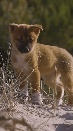 An adorable dingo pup in the dunes. #savethedingo #onthefencefilm #wildlife