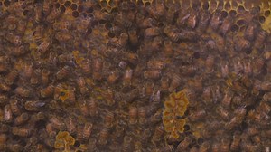 Bee colonies surge over past 5 years, local company sees increased interest