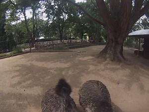 7K views · 130 reactions | Ever wonder what it's like to be a zookeeper?! Take a look! A special thanks to our bird keeper, Nora, for rocking the GoPro all day! | Philadelphia Zoo | Facebook