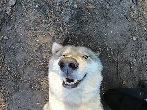 #wildliferescue #animalsoftiktok #animals #DealGuesser #wolf #wolves #funny #smile #fyp #foryou #foryoupage #fypシ