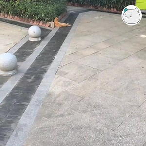 Meo: quay cái gì, khó chệu vô cùng -Tran- #tocmeo #meocomicsofficial #yeuthucung #videomeogiaitri #giaitri | Méo