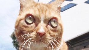 17K views · 937 reactions | This dwarf cat has the biggest eyes Follow us on Instagram: instagram.com/geobeatsanimals | GeoBeats Animals | Facebook