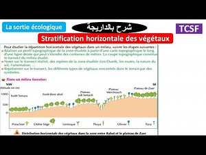 La stratification horizontale des végétaux TCSF (شرح بالداريجة)