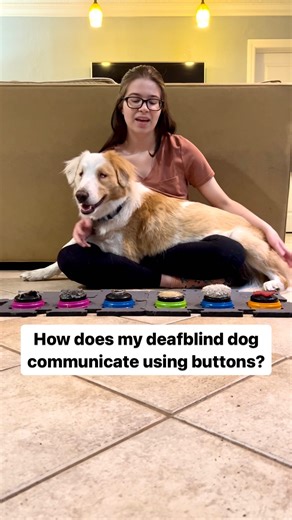 Aston the DeafBlind Trick Dog on Instagram: "How can a deaf and blind dog communicate using buttons? Aston knows what each button means based on their unique texture, associated smell, and location. I try to pick textures that have some sort of association with the word. Here are the different textures we use for each word: 🔸 Snuffle mat (AKA food) - a piece of Aston’s snuffle mat 🔸 Potty - a crumpled piece of a potty bag 🔸 Water - a piece of metal that is cold to the tou