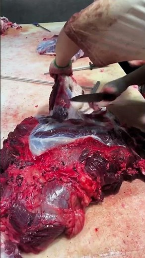 Wild Whole Cow processing : How Beef Factory Process Meat