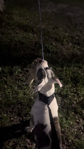 Might have to start working the spring pole #trending #pitbull #bite #training #blowthisup