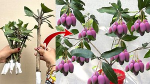 254K views · 4.5K reactions | Best Idea! Great Unique Skill Grafting a lot of Mango Branches on a Banana tree Get a lot of benefits 100% success #naturelife #fruits #relax #farmlife #gardening #vegetables #fruit #satisfying #growtree #greenplant #fruitsfarmer #greenlife #videoviral #plantgrowing #virals #viralpost #viralpost #garden #fruits #farm #farmer #farming #unique #farmerlife #trees #technology #agriculture | Wow 99 | Facebook