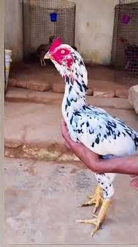 Last Blood Line..#dogs #aseelmurga #shortvideo #trendingshorts #shamo ♥️💯💯♥️💯♥️🧬🧬💯💯♥️❤️💪