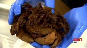 236K views · 4K reactions | NEW SPECIES OF SPONGE-CRAB A new species of crab has been found in a bizarre discovery off the coast of Denmark. And its left scientists baffled by the way it carries living sponge on its back. Lamarckdromia Beagle is the latest addition to the sponge-crab family. | 7NEWS Regional WA | Facebook