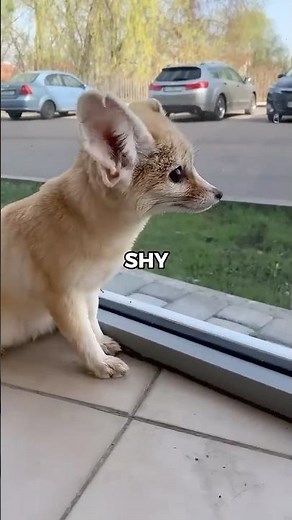 Would a Fennec Fox Make a Good Pet? | Pets Rated 🤔 #fennecfox #animals