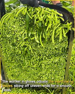 716K views · 1.3K reactions | Neat Fodder Block Cutting Process. #FodderProcessing #GreenFeed | Fun club | Facebook