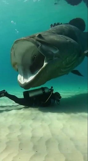 Close Call Underwater — Big Fish Surprises Diver