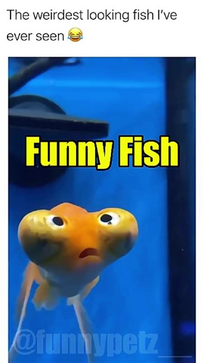 Fish Doing the Most 🤣 #funnypetz #funnyfish #fishfails #fishmoments #trynottolaugh