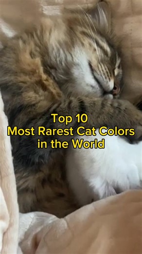 Top 10 Most Rarest Cat Colors in the World