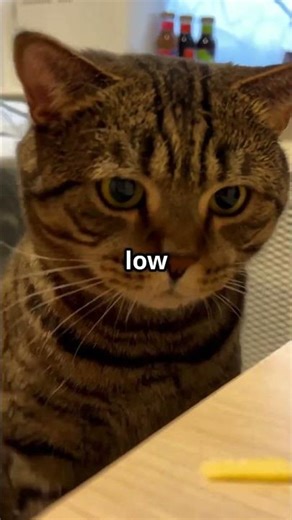 What Makes Cats NOTICE Motion Over Everything Else?