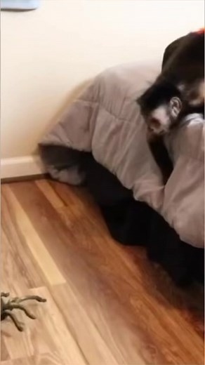 Monkey vs GIANT Toy Spider! #monkey #toy #spider | MonkeyBoo