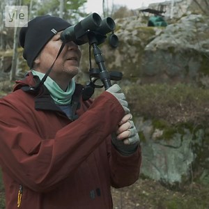 Lintuja voi harrastaa ympäri vuoden. Paras aika aloittaa on heti. #muuttolintujenkevät | Yle Luonto