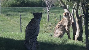 There are a few new faces roaming around the Indianapolis Zoo’s Cheetah Yard over in Plains! 🐆 We are pleased to introduce Astrid, Valka and Ravdna, three sisters who come to us from our friends at Fossil Rim Wildlife Center in Texas. Today's weather was purr-fect for them to go out and discover their new habitat. All three were hesitant at first, but Astrid & Valka eventually ventured out to explore their new surroundings. Ravdna is still a little shy around people & decided to hide in the sha