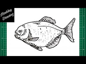 How to Draw a Piranha Fish