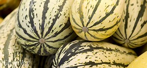 Growing Squash from Sowing to Harvest