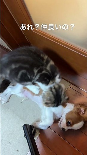 シトラピ仲良い？ #キャバリアキングチャールズスパニエル #猫のいる暮らし #子犬 #癒し #子ネコ #スコティッシュフォールド