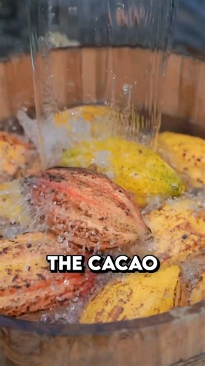 Cacao pods into a powder 🗿