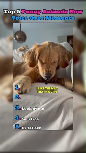 Top 5 funny animals new voice over moments 😂😂😂