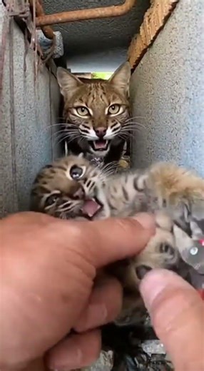 Hands Unwinding Trap in a Tight Rocky Rubble Corner