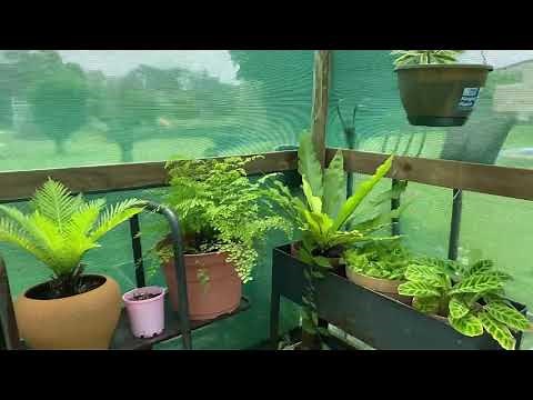 Divide Coreopsis. Easy to do