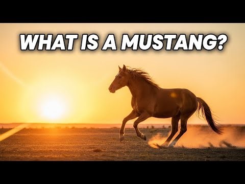 What Is a Mustang?🐎🔥