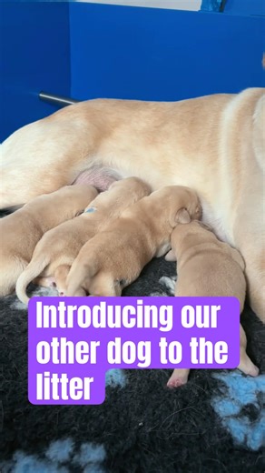 Guide Dog puppies | Introducing our other dog to the litter
