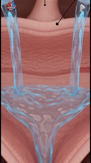 Bladder Trigone Anatomy Explained (Detailed 3D View) #education #humanbody #3danimation #shorts