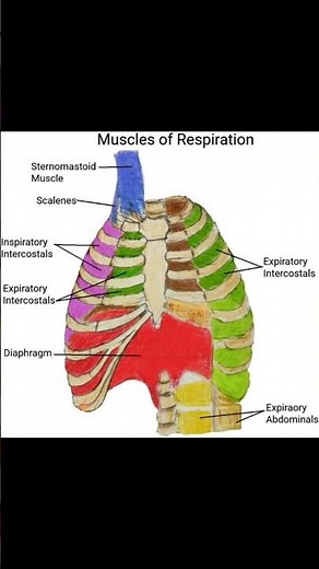 Anatomy of the Thorax Explained 🫁 #anatomy #meded #medicaleducation #physio #ATC