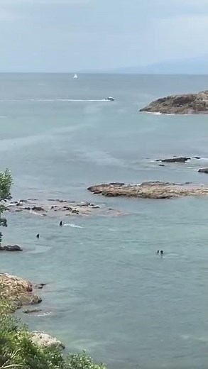 Two orca swim past some kids in New Zealand