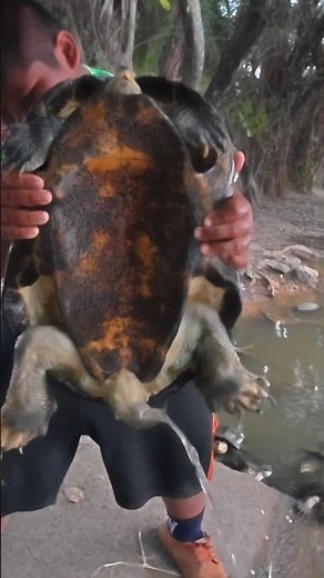 Full of turtle pee