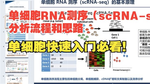 单细胞RNA测序（scRNA-seq）分析流程和思路（单细胞测序数据分析常规流程）