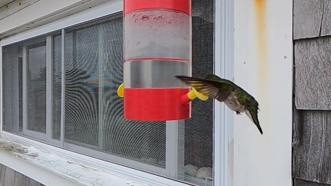 Hummingbird in slow motion feeding on Cape Cod