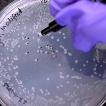 Video: Isolation and Identification of Waterborne Antibiotic-Resistant Bacteria and Molecular Characterization of their Antibiotic Resistance Genes