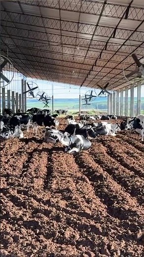 Essential care in compost barn management.