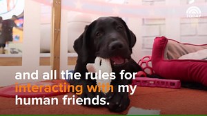 It's true! The first thing Charlie does every single morning is run to Matt Lauer for a snuggle. Oooh my goodness. http://on.today.com/2eyaTtu | Today Show