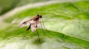 What you need to know about midges - and how to avoid their bites