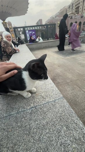 ‏#المدينة_المنورة #fyp #explore #cat #cats