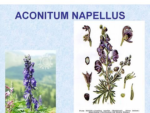 ACONITUM - ΑΝΤΙΜΕΤΩΠΙΣΗ ΟΞΕΩΝ ΚΑΤΑΣΤΑΣΕΩΝ ΜΕ ΟΜΟΙΟΠΑΘΗΤΙΚΗ